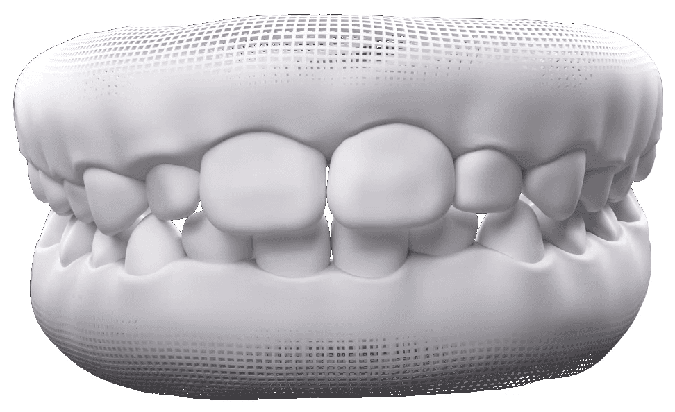 Baby and Permanent Teeth dental model